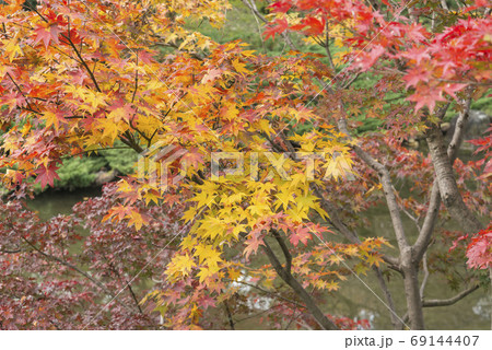 紅葉 紅葉 69144407