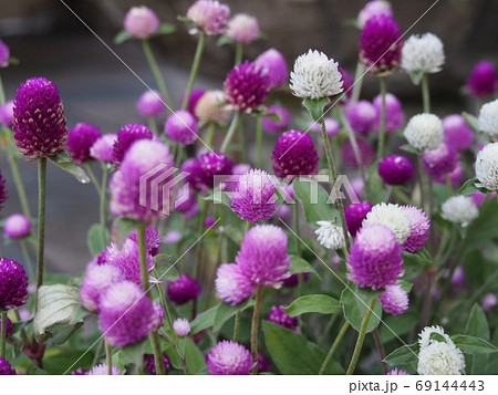 センニチコウ 69144443