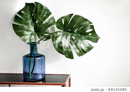 Green Monstera plant leaves stand on table in large blue glass bottle 69145080