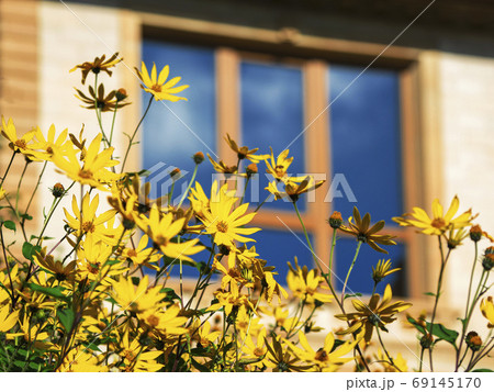 Jerusalem Artichoke (Earth Apple) flowers, Jerusalem Artichoke (Earth Apple) flowers, 69145170