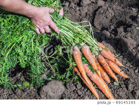 harvest of ripe carrots collected holds in hand harvest of ripe carrots collected holds in hand 69145193