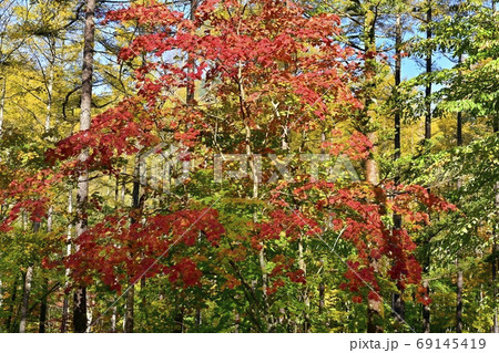 奥日光千手ヶ原の紅葉の森 奥日光千手ヶ原の紅葉の森 69145419