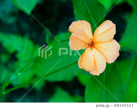 フシグロセンノウ 69145521