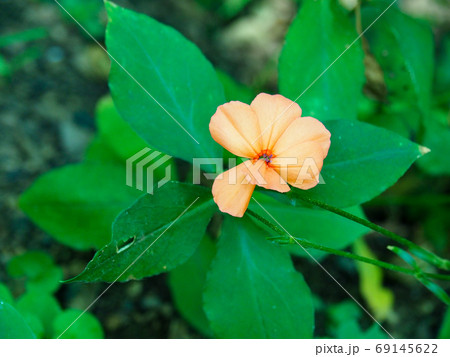 フシグロセンノウ 69145622