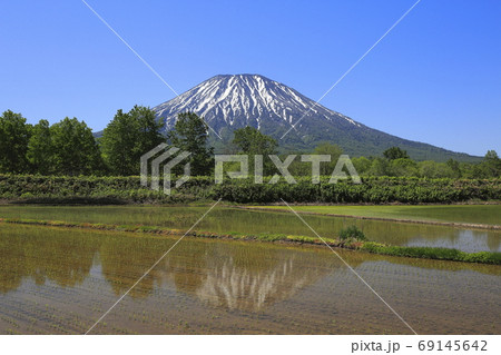 北海道倶知安町の水田と羊蹄山 北海道倶知安町の水田と羊蹄山 69145642