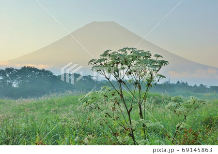 シシウドと霞かかる富士山 シシウドと霞かかる富士山 69145863