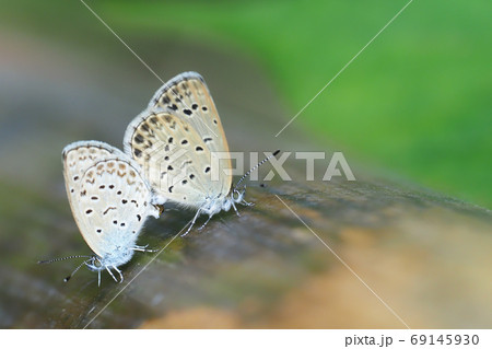 ヤマトシジミ（交尾中） 69145930