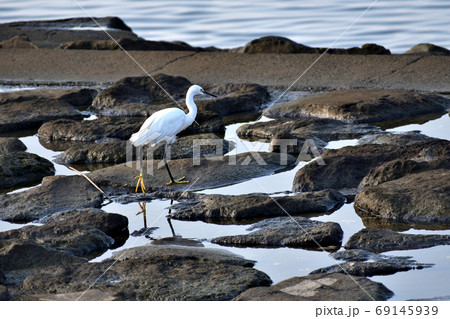 海辺のコサギ 69145939