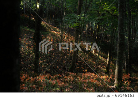 満開のキツネノカミソリ 大栗山 満開のキツネノカミソリ 大栗山 69146163