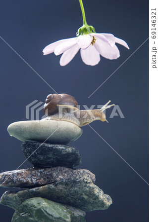 Helix pomatia. snail on a stone pyramid stretches to reach a whi Helix pomatia. snail on a stone pyramid stretches to reach a whi 69146321