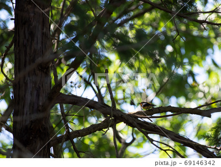 キビタキ キビタキ 69146342