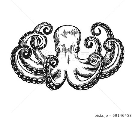 Octopus engraving. Vintage black engraving illustration. Retro style card. Isolated on white background. Octopus engraving. Vintage black engraving illustration. Retro style card. Isolated on white background. 69146458