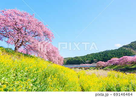 南伊豆町・下賀茂の河津桜 南伊豆町・下賀茂の河津桜 69146464