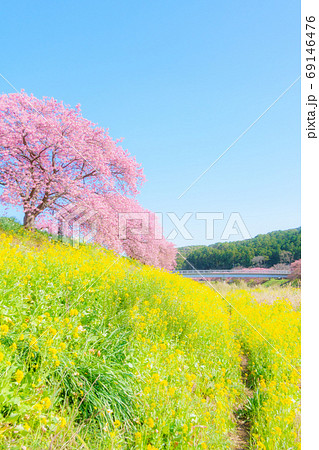 南伊豆町・下賀茂の河津桜　（ソフトフォーカス） 69146476