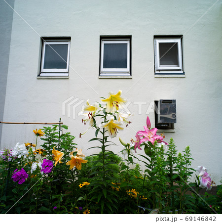 百合 百合 69146842