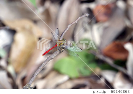 小枝に止まる赤とんぼ 69146868