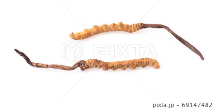 Ophiocordyceps sinensis (CHONG CAO, DONG CHONG XIA CAO) or mushr 69147482