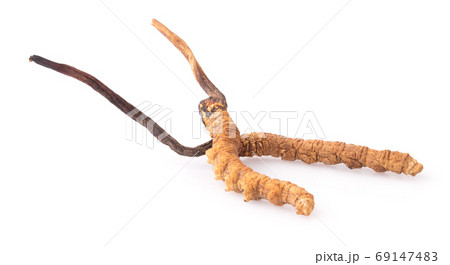 Ophiocordyceps sinensis (CHONG CAO, DONG CHONG XIA CAO) or mushr 69147483