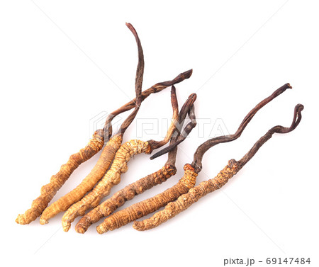 Cordyceps isolated on white background Cordyceps isolated on white background 69147484