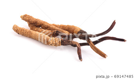 Cordyceps isolated on white background Cordyceps isolated on white background 69147485