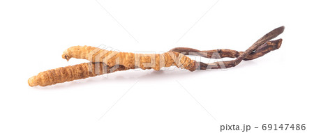 Cordyceps isolated on white background 69147486