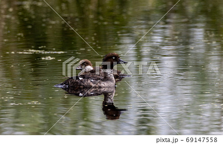 Common Goldeneye(Bucephala clangula) female in water Common Goldeneye(Bucephala clangula) female in water 69147558