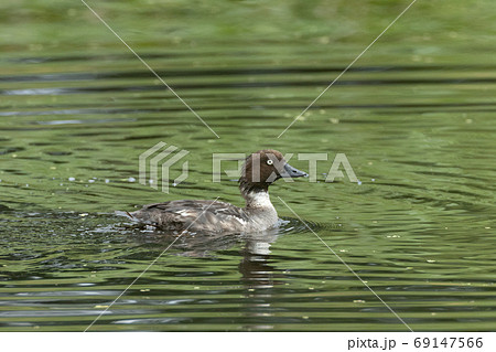 Common Goldeneye(Bucephala clangula) female in water Common Goldeneye(Bucephala clangula) female in water 69147566
