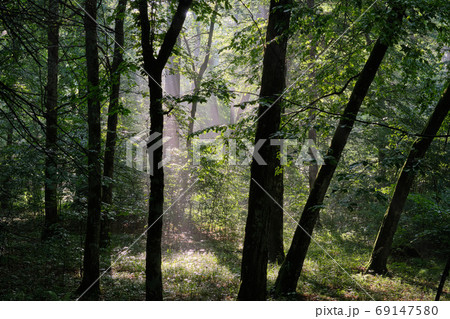 Sunbeam entering rich deciduous forest Sunbeam entering rich deciduous forest 69147580