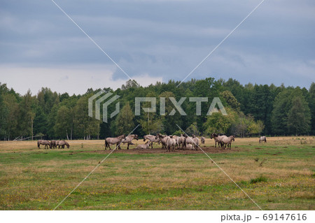 Tarpan like Polish Horses herd 69147616