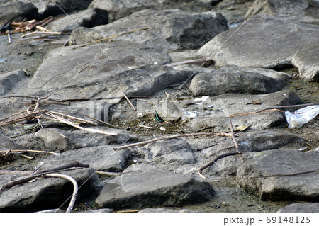 海岸にいたアオスジアゲハ 海岸にいたアオスジアゲハ 69148125