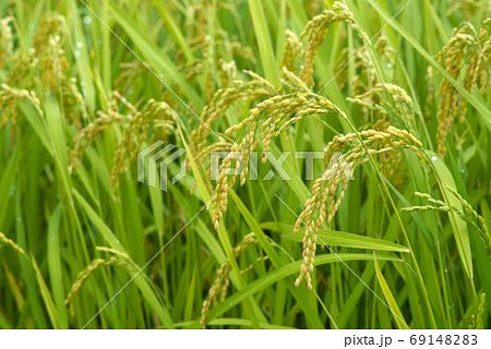 秋の実り(稲穂) 秋の実り(稲穂) 69148283