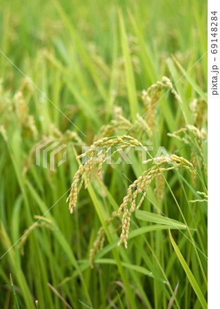 秋の実り(稲穂) 秋の実り(稲穂) 69148284
