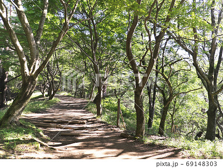 登山道 大倉尾根 登山道 大倉尾根 69148303