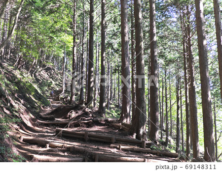 登山道 大倉尾根 登山道 大倉尾根 69148311