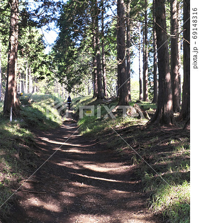 登山道　大倉尾根 69148316