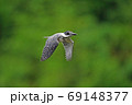 ヤマセミ幼鳥が飛ぶ 69148377