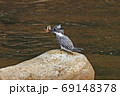 ヤマセミとオイカワ 69148378