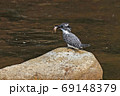 ヤマセミとオイカワ 69148379