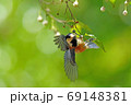ヤマガラとエゴの実 69148381