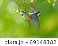 ヤマガラとエゴの実 69148382
