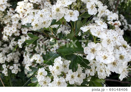 colorful flower in the spring in amsterdam the netherlands 69148406