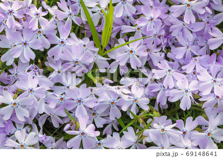 Flowers of Phlox douglasii. 69148641