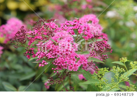 源平シモツケピンクの花と蕾の写真素材
