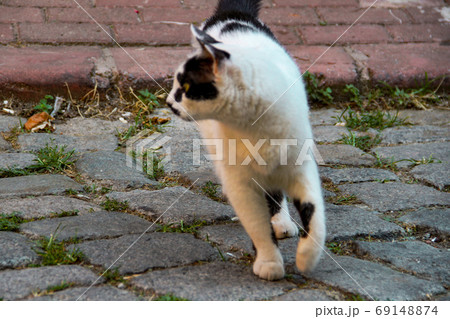 Street cat walking around at the sunset in Balat in Istanbul Street cat walking around at the sunset in Balat in Istanbul 69148874