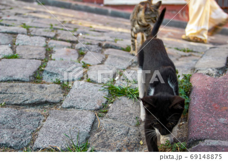 Street cat walking around at the sunset in Balat in Istanbul 69148875