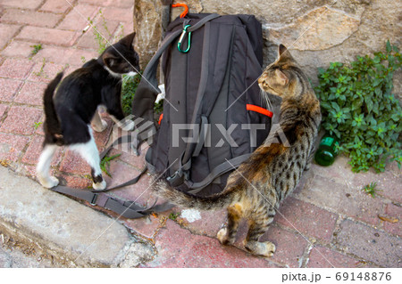 Street cat walking around at the sunset in Balat in Istanbul Street cat walking around at the sunset in Balat in Istanbul 69148876