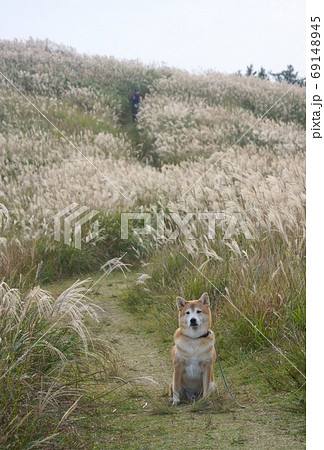 ススキの草原の中の柴犬 生石高原 和歌山県紀美野町、有田川町 ススキの草原の中の柴犬 生石高原 和歌山県紀美野町、有田川町 69148945