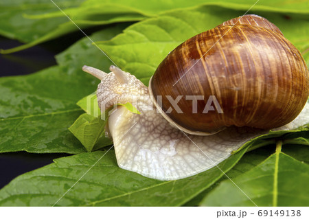 Helix pomatia. grape snail eats green leaves. mollusc and invert Helix pomatia. grape snail eats green leaves. mollusc and invert 69149138