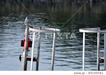 葛西臨海公園 ウミネコ 葛西臨海公園 ウミネコ 69149581