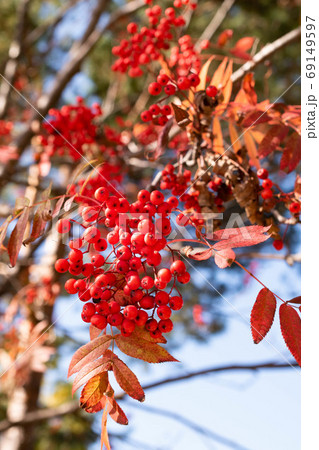 赤いナナカマドの実 69149597